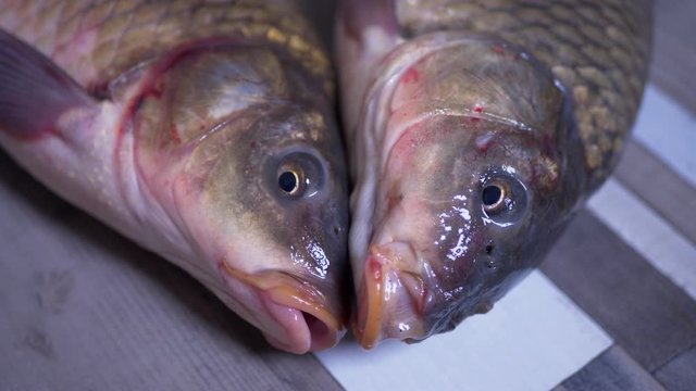 Fish caught in river, trembling on table in kitchen
