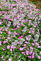 Fototapeta premium Beautiful vegetation, trees, flowers, lakes and ponds in the famous tropical Bai Lu Gong Yuan Park, Sanya city. Hainan, China.