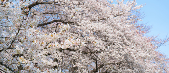 Beautiful sakura tree blooming with blue sky.