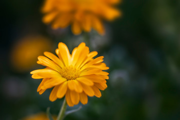 Obraz premium Yellow Daisy flower