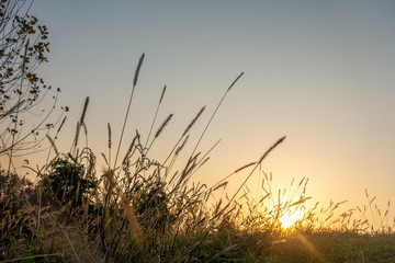 Dogs' tails in the light of the setting sun