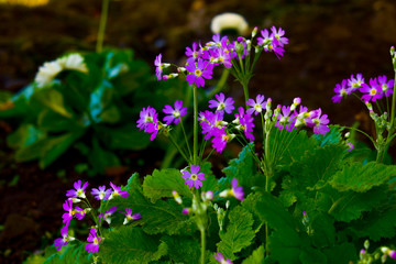 Flowers of Mountains