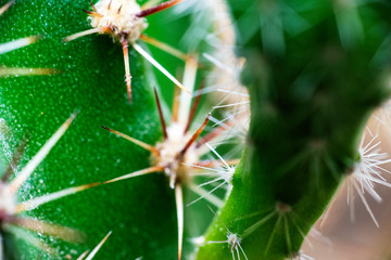a sharp green cactus needles close-up for backdrop backdrop
