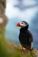 Close up/detailed portrait view of head of Arctic or Atlantic Puffin bird with orange beak. White background. Latrabjarg cliff, Westfjords, Iceland