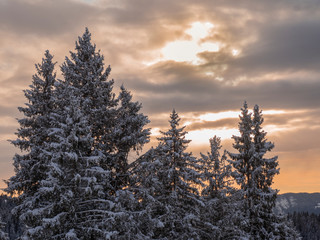 Wonderful sunset over the Alps. Pine trees covered with fresh snow. Sun rays passing through the clouds. Relaxing context