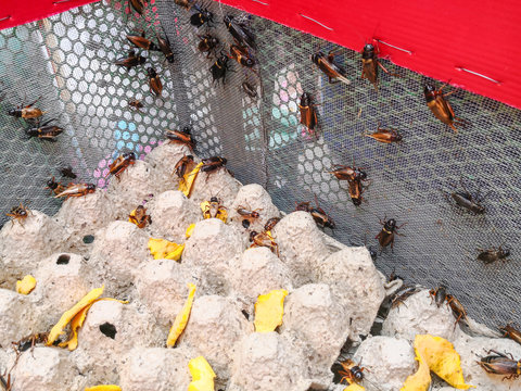 Group of Cricket (Acheta domestica) on egg pack in insect house.