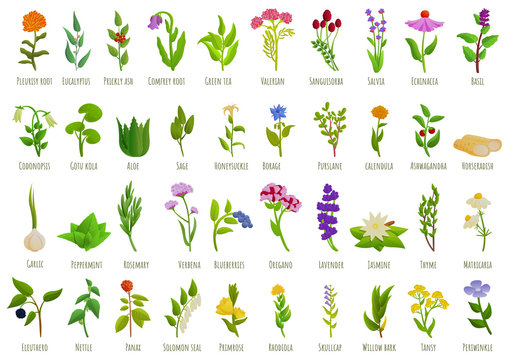 Medicinal herbs icons set. Cartoon set of medicinal herbs vector icons for web design