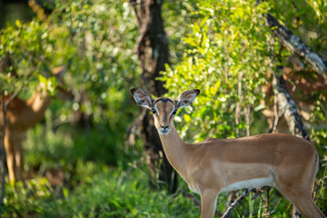 ushA young inquisitive impala in the thick b