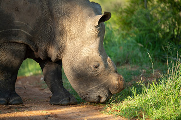 Obraz premium A partially dehorned rhino