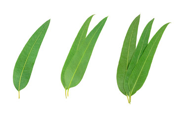 Set of eucalyptus leaves isolated on white background. © Suraphol