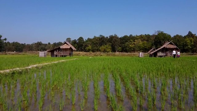 Bambo relax stand in rice fields, north of Thailand, Chiang Mai. Gorilla-sculptures at Huay Tueng Thao reservoir