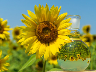 Glass flask with sunflower oil.