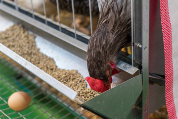 Chicken in a cage. Chicken farm.