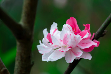 Taiwan cherry blossom season, blooming pink Yae cherry