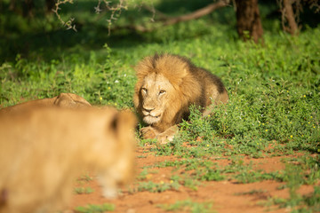 A male lion courting a female lioness in the beautiful morning light