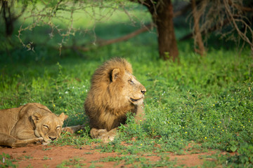 A male lion courting a female lioness in the beautiful morning light