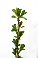 concept one and the same branch of black currant shot on a white background in spring during a period of leaf blooming outdoors in sunlight on March 30