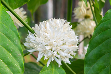 Coffee tree blossom with white color flowers