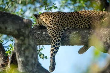 A leopard and her cub. Mom watching from the safety of the tree whilst her cub stalks hyaena on the floor