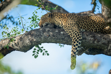 A leopard and her cub. Mom watching from the safety of the tree whilst her cub stalks hyaena on the floor