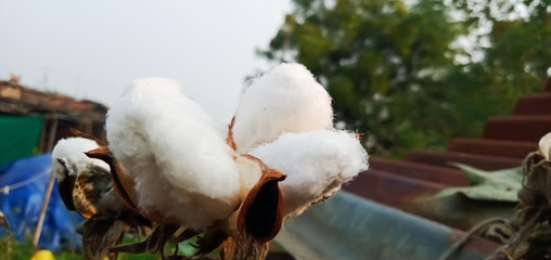closeup of cotton at home