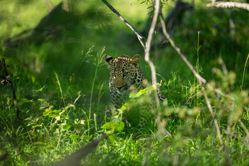A leopard and her cub. Mom watching from the safety of the tree whilst her cub stalks hyaena on the floor