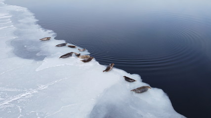 Seals (spotted seal, largha seal, Phoca largha) laying on the edge of sea ice floe. Wild spotted seals in nature. 