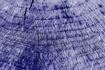Fototapeta premium Tree cut texture close up. Wooden background blue color toned