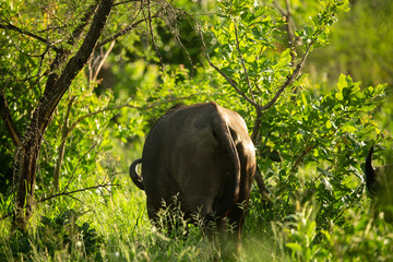 A herd of cape buffalo in the late afternoon light