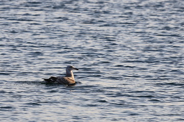 Seagull swimming on sea surface. Seabird in sunset light in natural habitat.