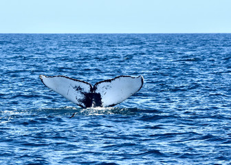 Unique pattern of white and black on the underside of a humpback whale fluke.  (Megaptera novaeangliae) Great South Channel, Atlantic Ocean.