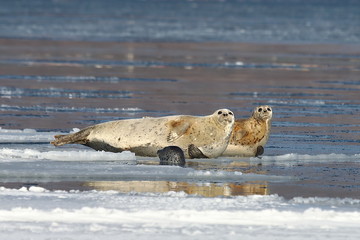 Seals (spotted seal, largha seal, Phoca largha) laying on winter sea ice. Group portrait of cute sea mammals. Wild spotted seals closeup.