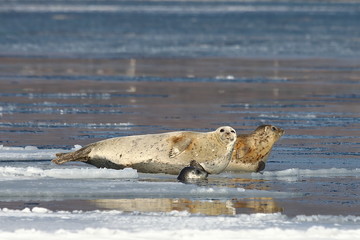 Seals (spotted seal, largha seal, Phoca largha) laying on winter sea ice. Group portrait of cute sea mammals. Wild spotted seals closeup.