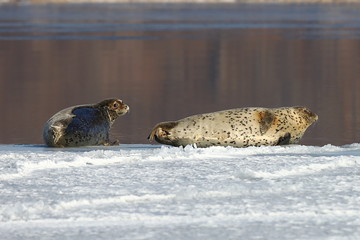Seals (spotted seal, largha seal, Phoca largha) laying on winter sea ice. Group portrait of cute sea mammals. Wild spotted seals closeup.
