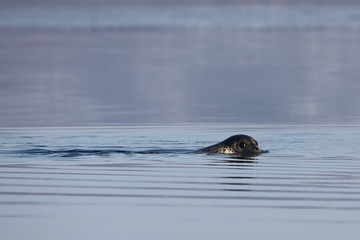 Fototapeta premium Seal (spotted seal, largha seal, Phoca largha) swimming in sea water and looking at viewer. Wild spotted seal closeup.