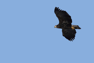 Eagle flying on blue sky background closeup.  White-tailed eagle (Haliaeetus albicilla) hunting in natural habitat. Bird of prey looking for prey.