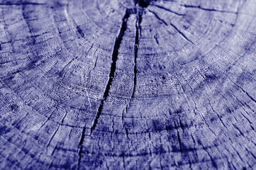 Tree cut texture close up. Wooden background blue color toned