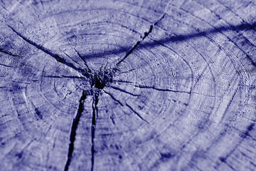 Tree cut texture close up. Wooden background blue color toned