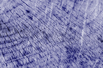 Tree cut texture close up. Wooden background blue color toned