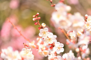 美しい梅の花