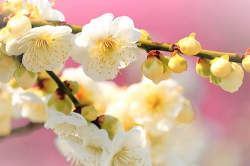 爽やかな白梅
