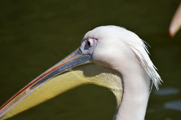 The face and beak of a pelican