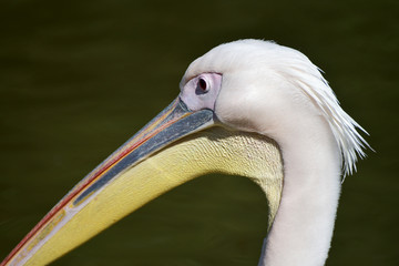 The face and beak of a pelican