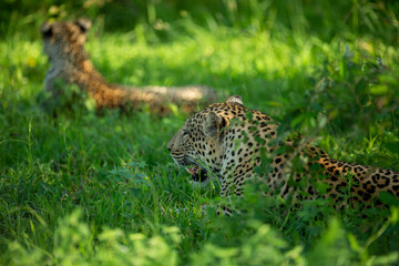 A leopard female and her male cub around a kill. Showing off their athletic nature jumping around and out of trees. 