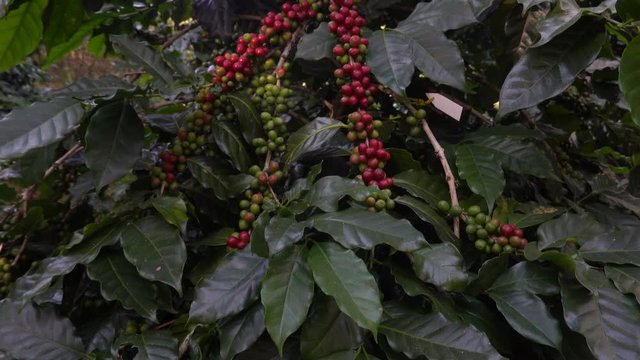 The experiment of planting coffee Arabica varieties in Northern Thailand, Chiang Mai Province