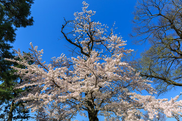青空と桜