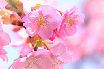 Fototapeta premium 美しい河津桜