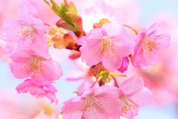 美しい河津桜