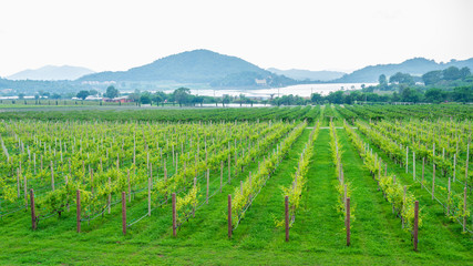 Fototapeta na wymiar vineyard with ripe grapes in countryside at sunrise