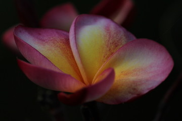 closeup shot of pink and white frangipani plumeria flower in the garden